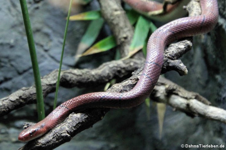 Oreocryptophis porphyraceus laticinctus