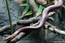 Rote Breitband-Bambusnatter (Oreocryptophis porphyraceus laticincta) im Kölner Zoo