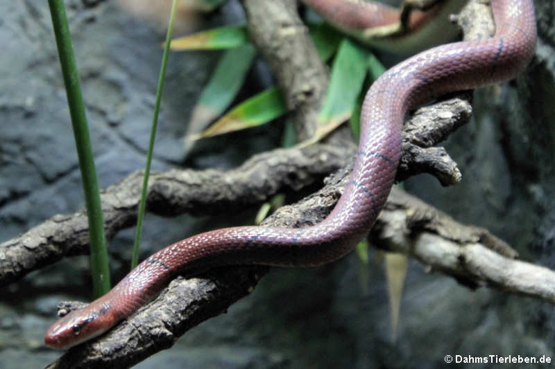 Rote Breitband-Bambusnatter (Oreocryptophis porphyraceus laticincta)