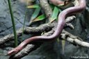 Oreocryptophis porphyraceus laticinctus