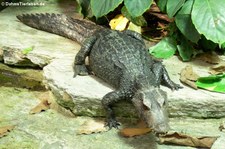 Brauen-Glattstirnkaiman (Paleosuchus palpebrosus) im Kölner Zoo