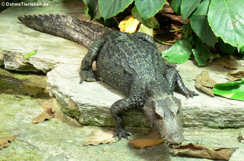 Brauen-Glattstirnkaiman (Paleosuchus palpebrosus)