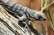 Blauer Felsenleguan (Petrosaurus thalassinus) im Kölner Zoo