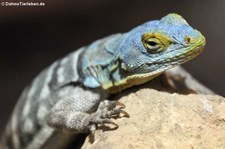 Blauer Felsenleguan (Petrosaurus thalassinus) im Kölner Zoo