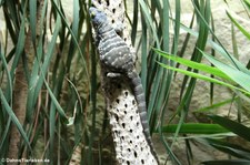 Blauer Felsenleguan (Petrosaurus thalassinus) im Kölner Zoo