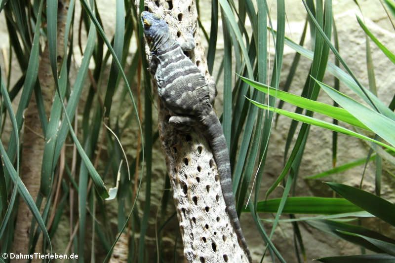 Petrosaurus thalassinus