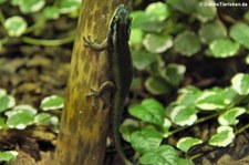 Schmucktaggecko (Phelsuma inexpectata) im Kölner Zoo
