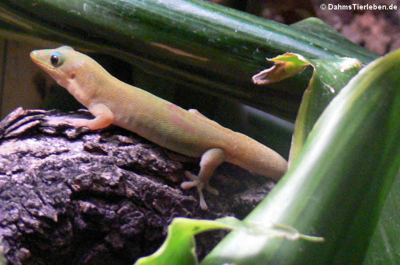 Goldstaub-Taggecko (Phelsuma ladicauda)