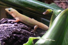 Goldstaub-Taggecko (Phelsuma laticauda) im Kölner Zoo