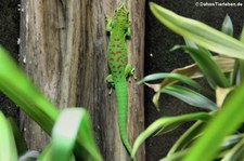 Madagaskar-Taggecko (Phelsuma madagascariensis) im Kölner Zoo