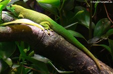 Madagaskar-Taggecko (Phelsuma madagascariensis) im Kölner Zoo