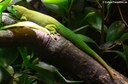 Phelsuma madagascariensis