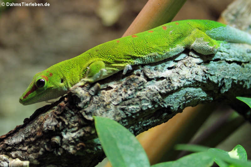 Madagaskar-Taggecko (Phelsuma madagascariensis)