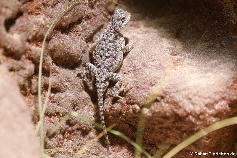 Phrynocephalus helioscopus varius