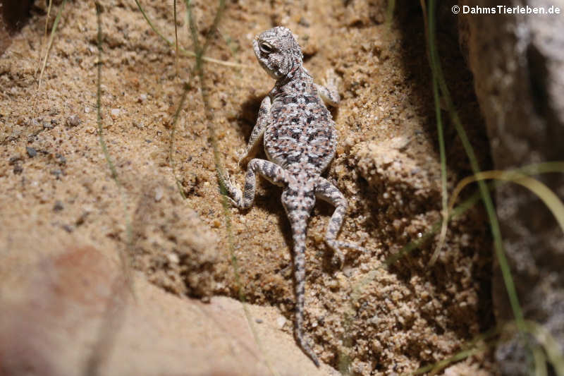 Sonnengucker (Phrynocephalus helioscopus varius)