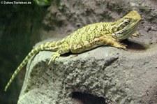 Zwerg-Bartagame (Pogona henrylawsoni) im Kölner Zoo