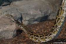 Dunkler Tigerython (Python bivittatus bivittatus) im Kölner Zoo