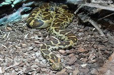 Heller Tigerython (Python bivittatus) im Kölner Zoo
