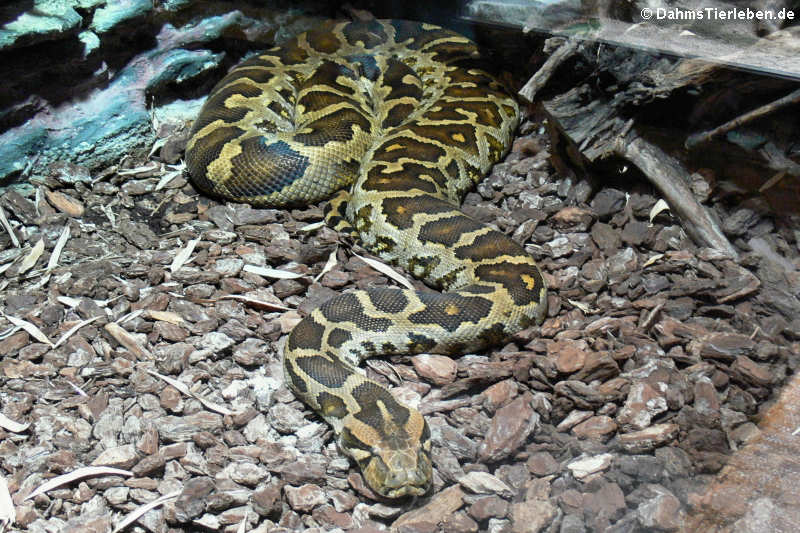 Heller Tigerpython (Python molurus)