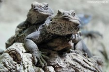 Chuckwallas (Sauromalus ater) im Kölner Zoo