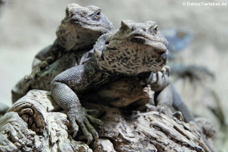 Chuckwallas "Sauromalus