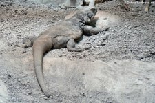 Chuckwalla (Sauromalus ater) im Kölner Zoo