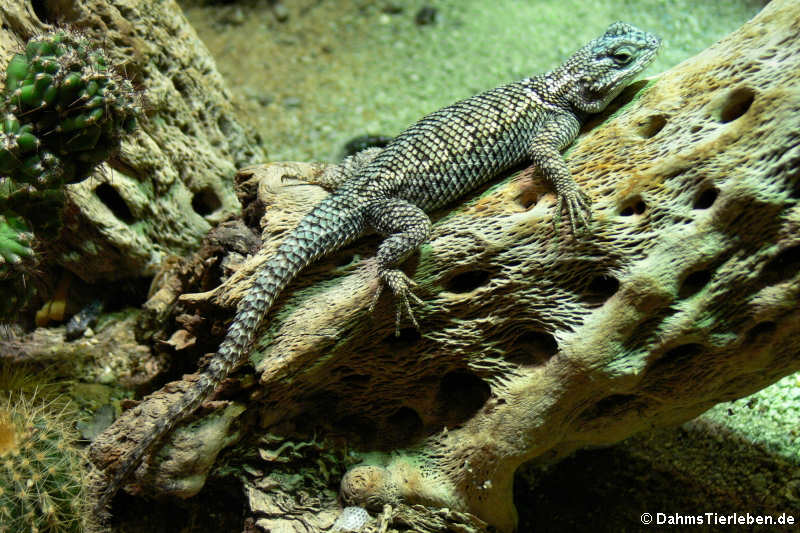 Jarrov-Zaunleguan Sceloporus jarrovii-1