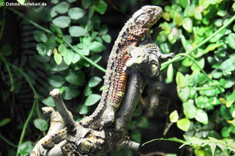 Chinesische Krokodilschwanzechse (Shinisaurus crocodilurus)