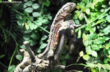 Krokodilschwanzechse (Shinisaurus crocodilurus) im Kölner Zoo