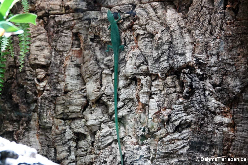 Takydromus dorsalis-2