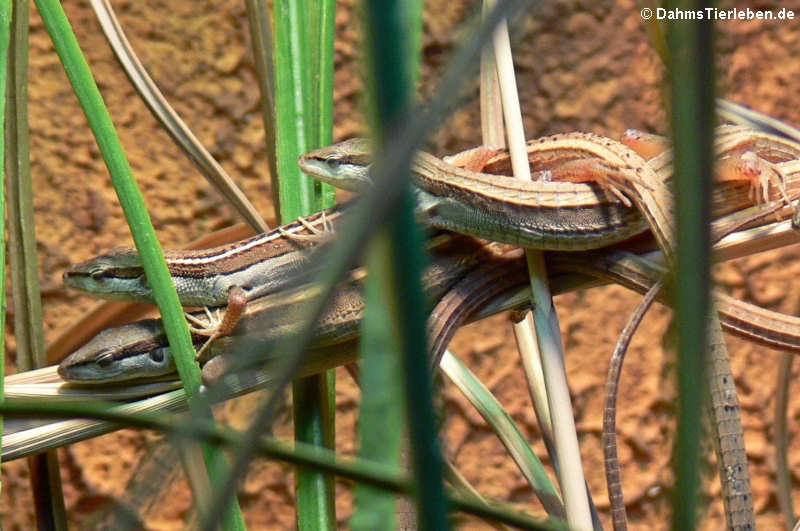 Langschwanzeidechse (Takydromus sexlineaus)