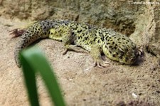 Roborowski's Wundergecko (Teratoscincus roborowskii) im Kölner Zoo