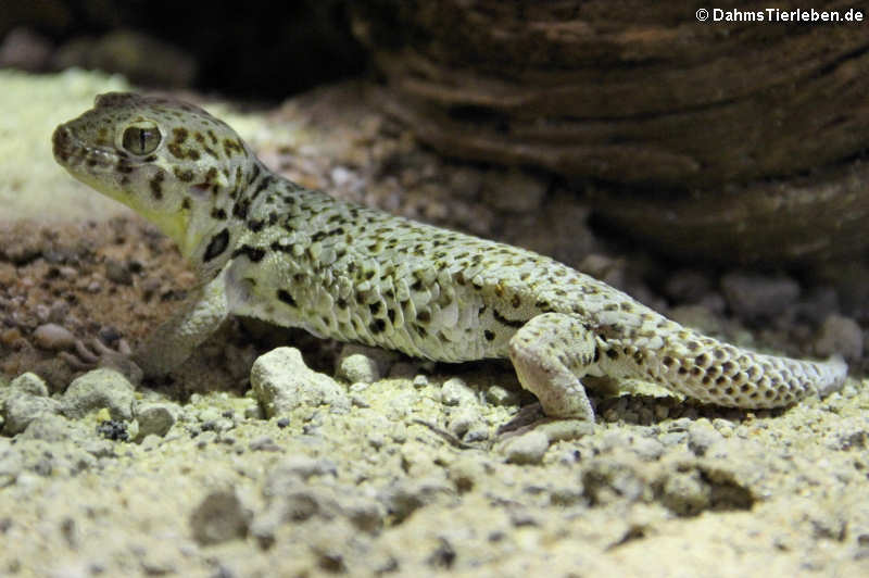 Roborowskis Wundergecko (Teratoscincus roborowskii)