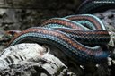 Thamnophis sirtalis