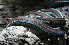 Gewöhnliche Strumpfbandnatter (Thamnophis sirtalis) im Kölner Zoo