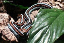 Gewöhnliche Strumpfbandnatter (Thamnophis sirtalis) im Kölner Zoo