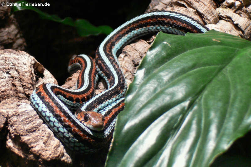 Strumpfbandnatter (Thamnophis sirtalis)