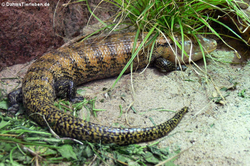 Riesenblauzungenskink (Tiliqua gigas)