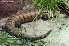 Großer Blauzungenskink (Tiliqua gigas) im Kölner Zoo