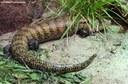 Tiliqua gigas