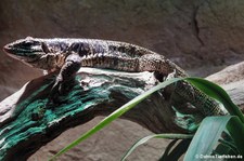 Kryptischer Goldteju (Tupinambis cryptus) im Kölner Zoo