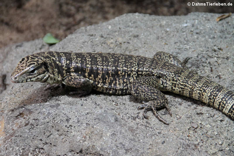 Goldteju Tupinambis teguixin-2