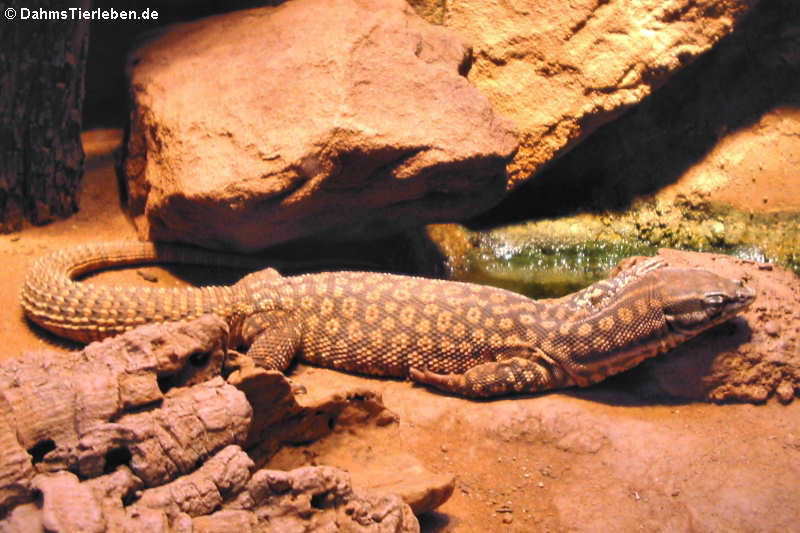 Stachelschwanzwaran (Varanus acanthurus)