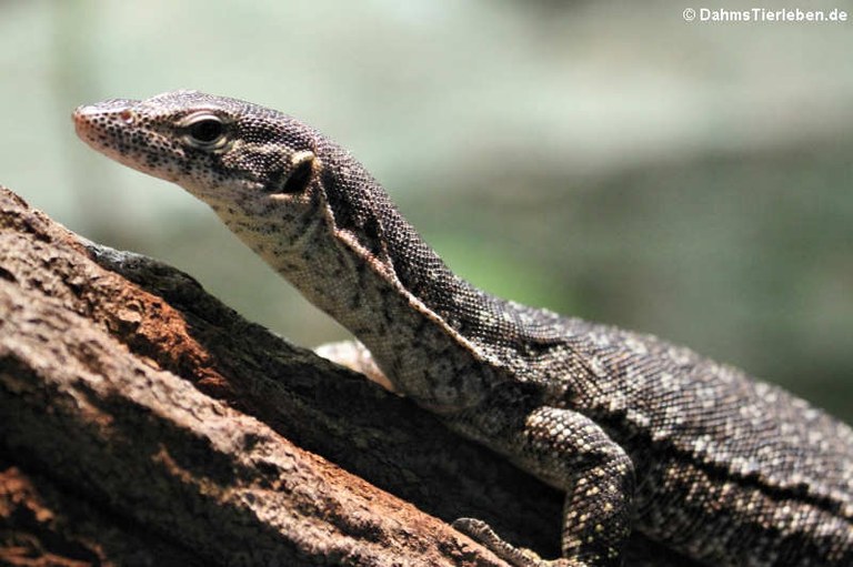 Varanus auffenbergi