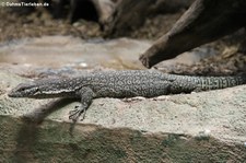 Auffenbergs Waran (Varanus auffenbergi) im Kölner Zoo