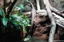 Bengalwaran (Varanus bengalensis) im Kölner Zoo