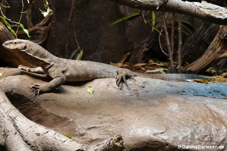 Varanus bengalensis