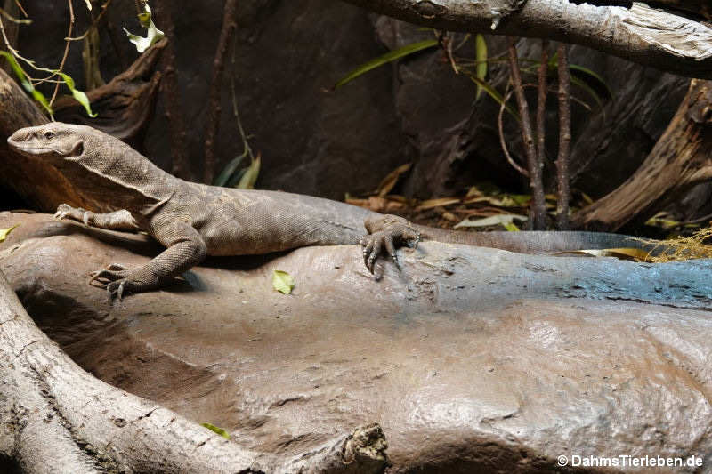 Bengalwaran (Varanus bengalensis)