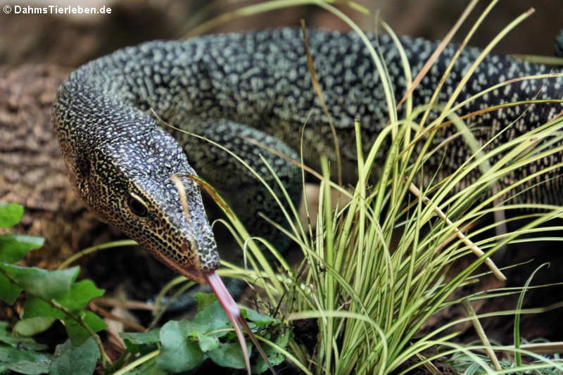Türkiswaran Varanus caerulivirens-1