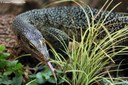 Varanus caerulivirens